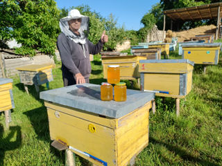 Vindem 25 stupuri mari de familii de albine și miere de salcâm!!! foto 1