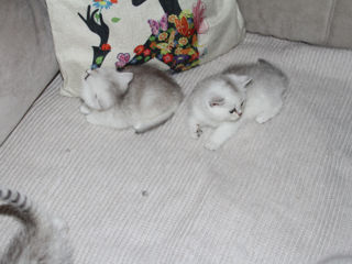 Pisica / Pisoi British Shorthair Chinchilla de Vânzare  foto 2