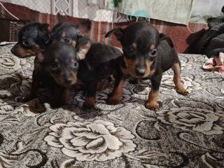 Pinscher foto 5