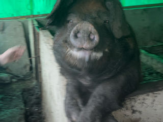 Porci foto 3