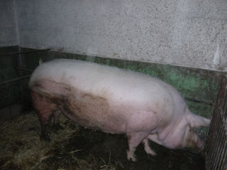 Porc de vânzare foto 2