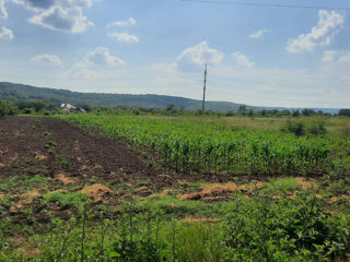 1 ari la traseu, 15 metri iesire spre traseu, 143 m în adîncime, acces de pe 2 drumuri, cu gaz, apă  foto 6