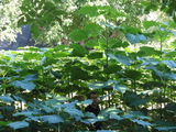 Paulownia(copacul minune) foto 2