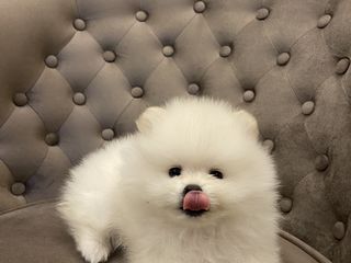 Spit Pomeranian