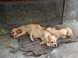 Cocker Spaniel Englez Rasa curata  foto 4