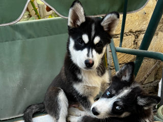 Vând căței de rasa Husky foto 2