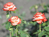 Trandafiri cu radacina... foto 10