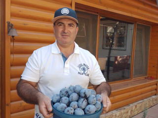 Pomi fructiferi     - cais ( abricos )  , vișin  ,  prun , persic ,  prăsad și alte soiuri ... foto 16