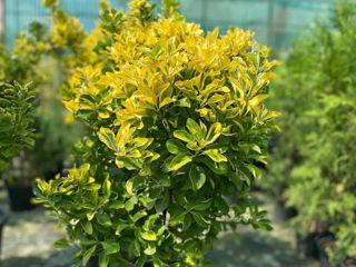 Euonymus pe picior foto 2