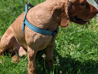 Cautam fetita Cocker Spaniel pentru imperechere . foto 2