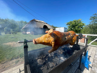 Servicii catering Purceluș la rotisor ( porc,proțap) Zeamă din Cocoș de Casă foto 2