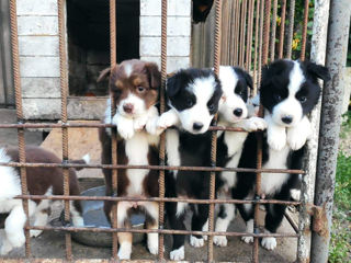 Border Collie foto 6