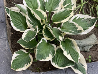 Vand diverse plante foto 4