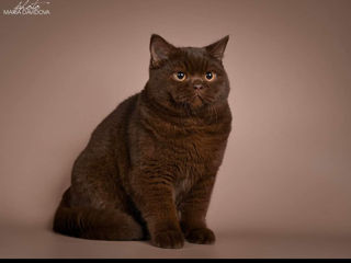 British Shorthair pedigree foto 10