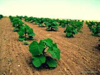 paulownia tomentosa foto 10