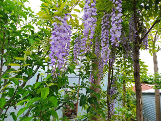 Глицинию Блю Мун. Wisteria – Вистерия. foto 4