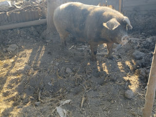 Porc de carne foto 3