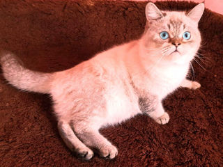 Motan Golden Chinchilla Point (Blue eyes) pt împerechere foto 2
