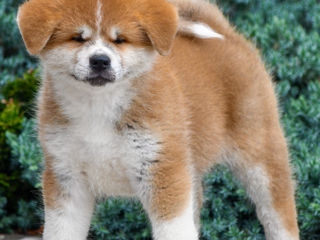 Akita Inu Linie Top