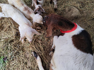 Se vinde capră anglo nubiană cu trei ieduțe