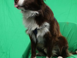 Border Collie foto 3