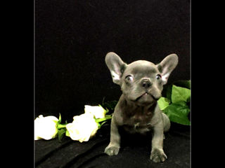 Bulldog frenh blue Iilac tan.Lilac..blue.