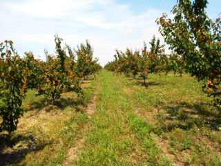 Pomi fructiferi !Cais ( abricos ) , păr ( prăsad ) , persic , prun ( perj ) ... foto 2