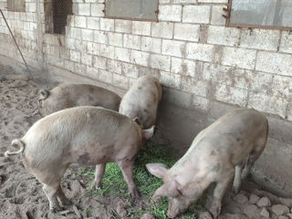 Vindem porci crescuți cu mâncare naturală!!! foto 2