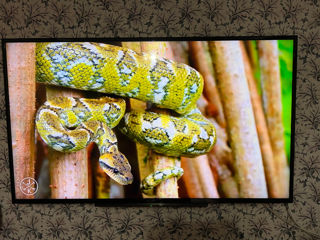 Телевизор SONY 60 дюймов