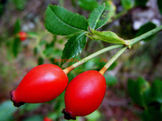 Macieș,Шиповник,Material forestier. foto 6