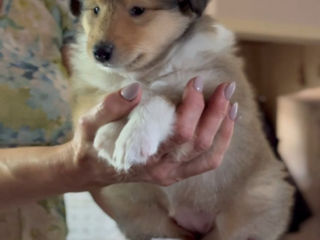 Pui collie rough (ciobanesc scotian) foto 1