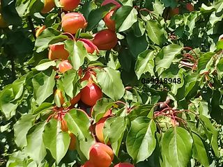 Pomi fructiferi foto 3
