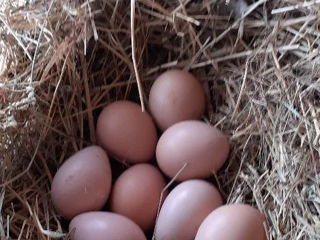 Ouă de fazan argentiu foto 1