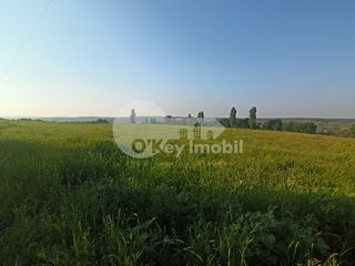 Teren agricol ( posibil de schimbat destinația) ,460 ari, Cojușna, 235000 € фото 4