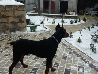 Doberman la imperechere foto 6