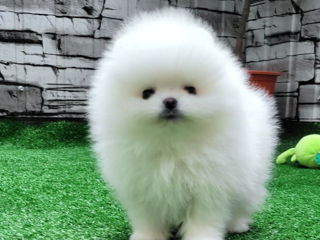 Микро Super мини Mini toy (spitz pomeranian) тип мишка фото 1