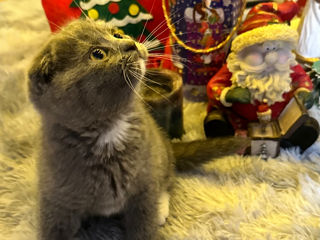 вислоухие котята Scottish Fold