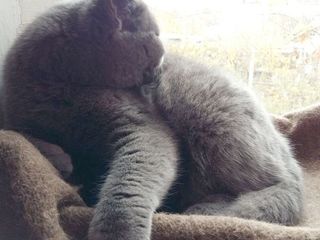 Motan British Shorthair Blue pentru montă foto 3