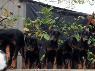 Se vînd caţei de rasă Doberman vaccenaţi.061033259