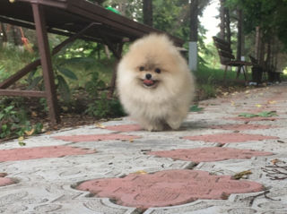 Подари себе счастье!Mini toi Spitz's Pomeranian