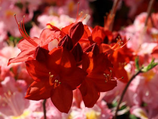 Rododendroni și azalii
