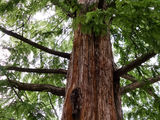 Метасеквойя (Metasequoia) foto 2