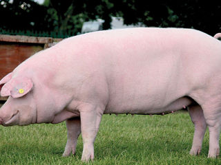 Vind porc 120 kg