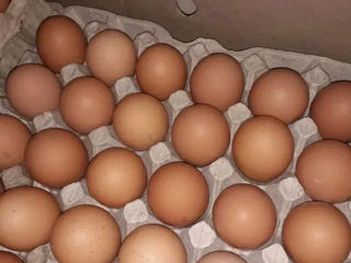 Продаются инкубационные яйца породы плимутрок и виандот , петухи и куры породы плимутрок foto 7