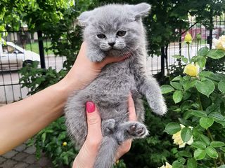 Scottish Fold foto 10