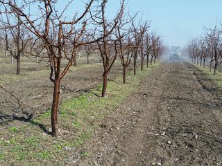 Livada prune,mere  urgent foto 3