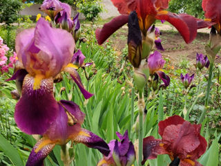 Iris Germanica. foto 4