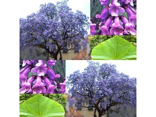 Puieti Paulownia. Саженцы Павловнии. Copacul minune. foto 4