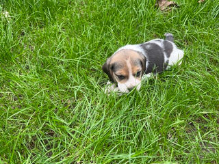 Se vând cățeluși rasa Beagle foto 6