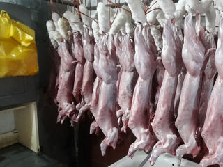 Carne de iepure, cantități mari livrăm și în Chișinău,130 lei/kg, foto 6